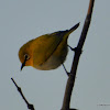 Oriental white-eye