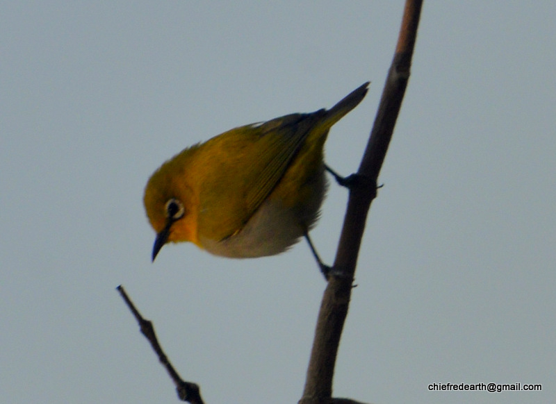 Oriental white-eye