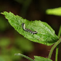 Geometer Moth Larvae