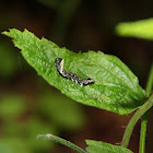 Geometer Moth Larvae