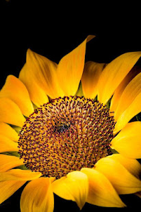 Flower Wallpaper(圖3)-速報App