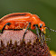 Blister Beetle