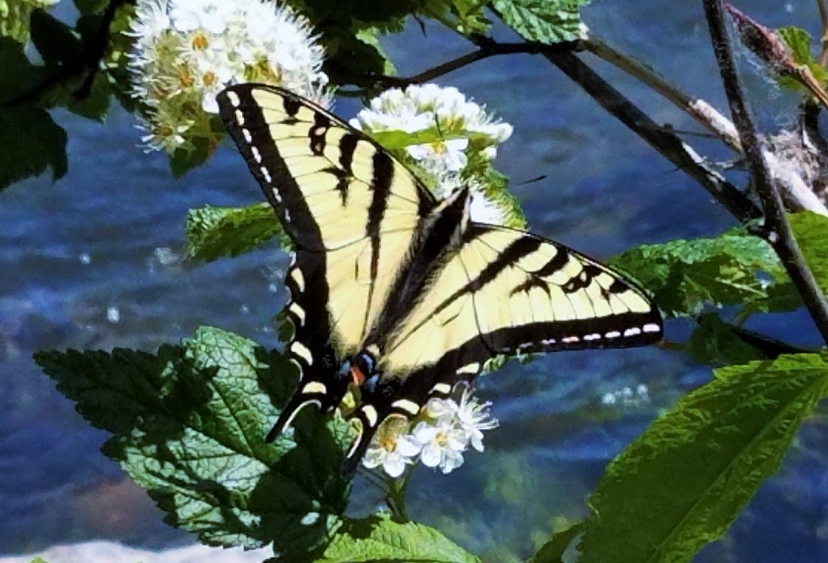 Western tiger swallowtail