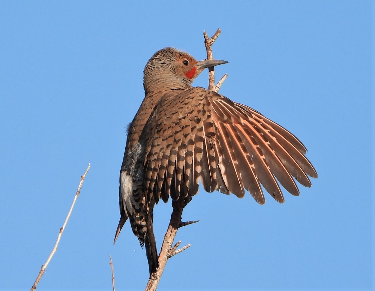 Western red-shafted flicker