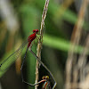 Pseudagrion pilidorsum ssp. declaratum