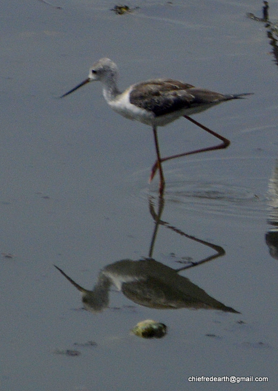 Black-winged Stilt