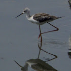 Black-winged Stilt