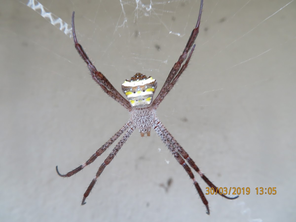 Garden Cross Spider