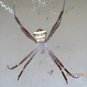 Garden Cross Spider