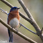 Eastern Bluebird