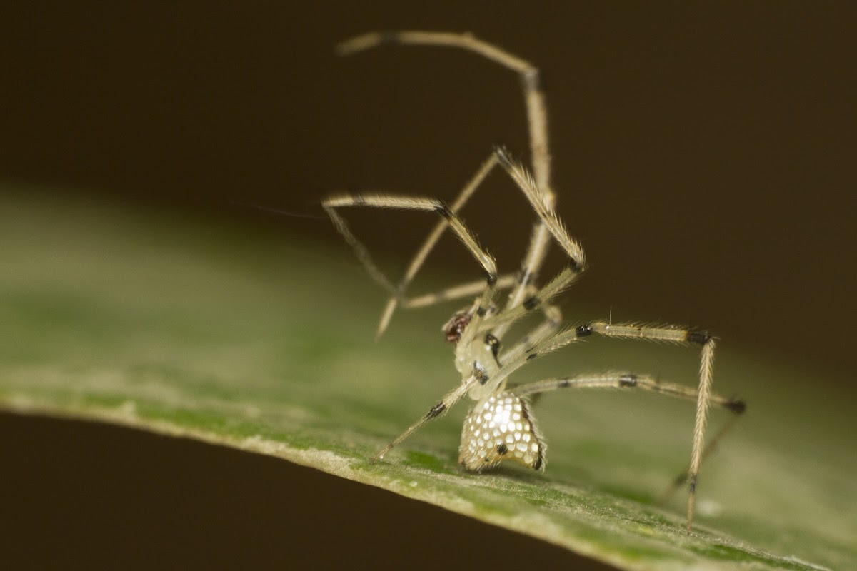 Mirror Spider