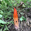 Dog Stinkhorn