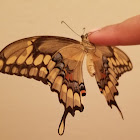 Eastern giant swallowtail