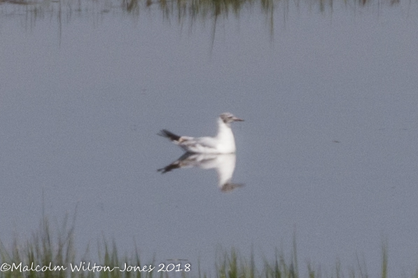 Black-headed Gull