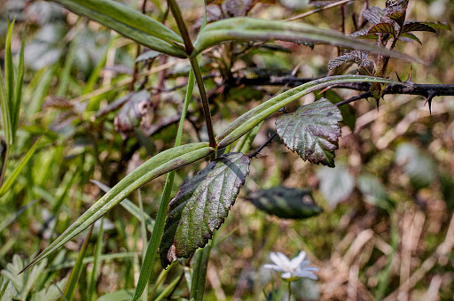 Stellaria holostea