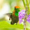 Tufted coquette