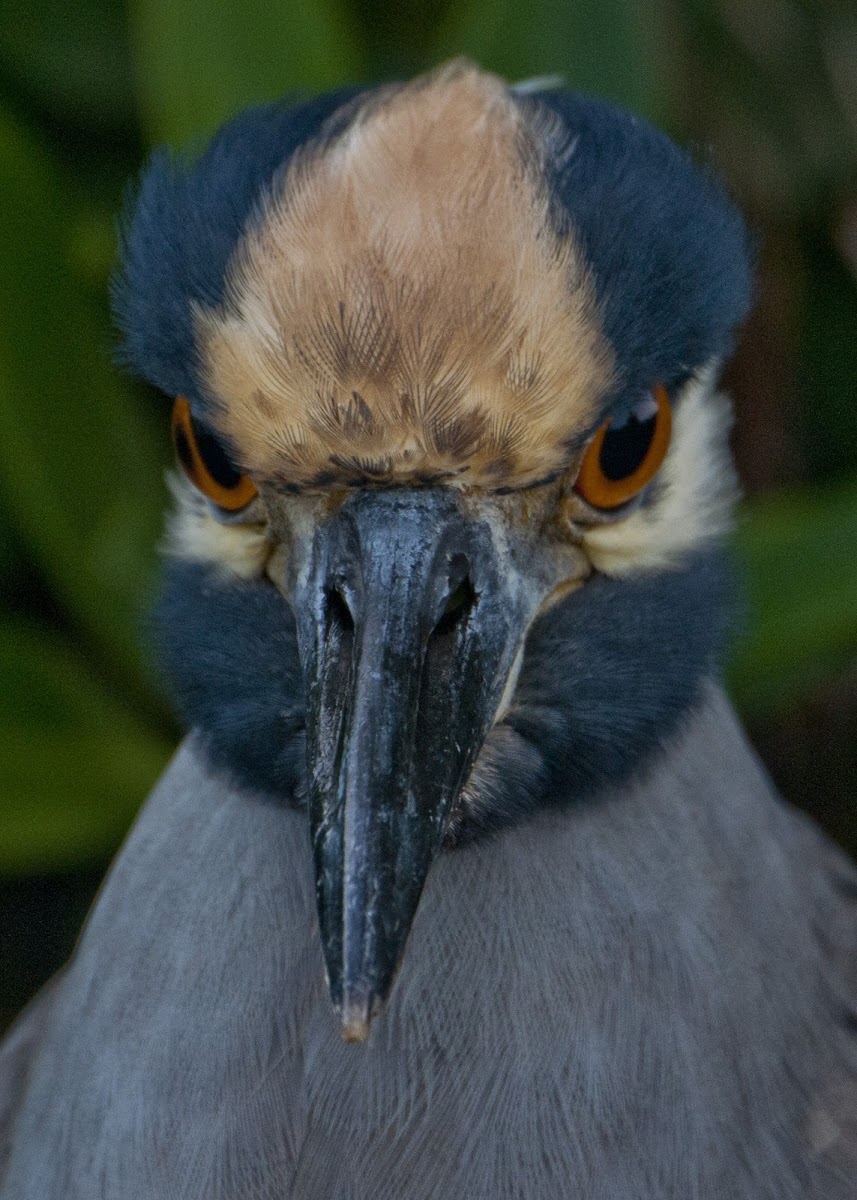 Yellow-Crowned Night Heron