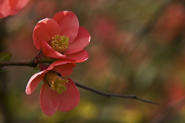 Fiori rosa, fiori di pesco di amascellani