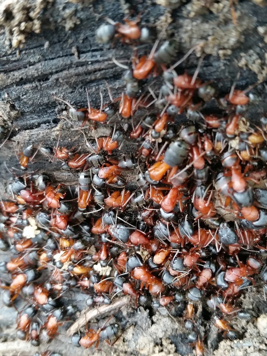 Thatching ants