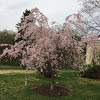 Weeping Cherry Tree