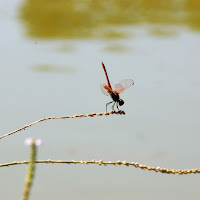 LIBELLULA SUL LAGO di 