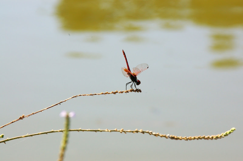 LIBELLULA SUL LAGO di FMAX25