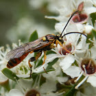 Ichneumon Wasp