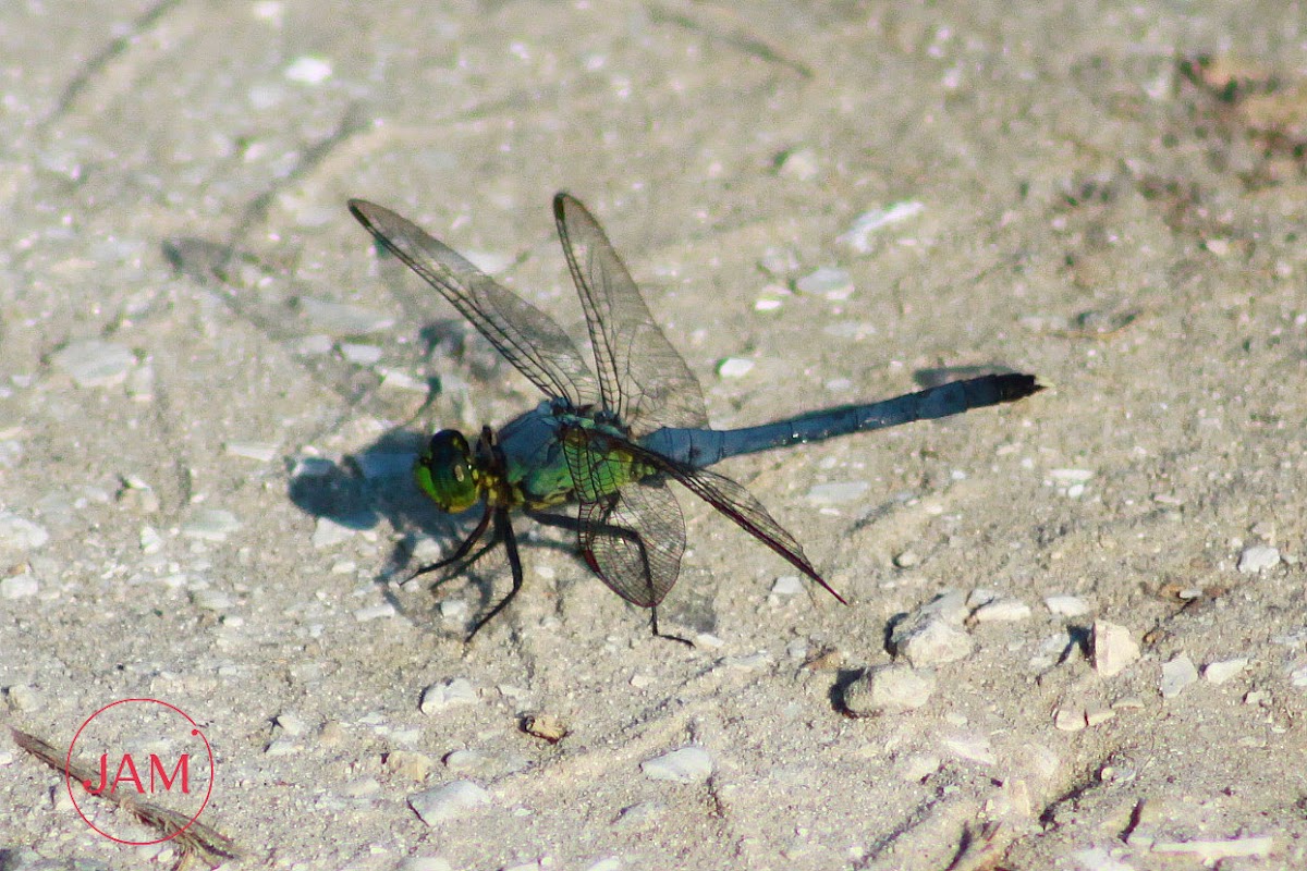 Eastern Pondhawk Dragonfly (male)