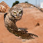 Burrowing Owl