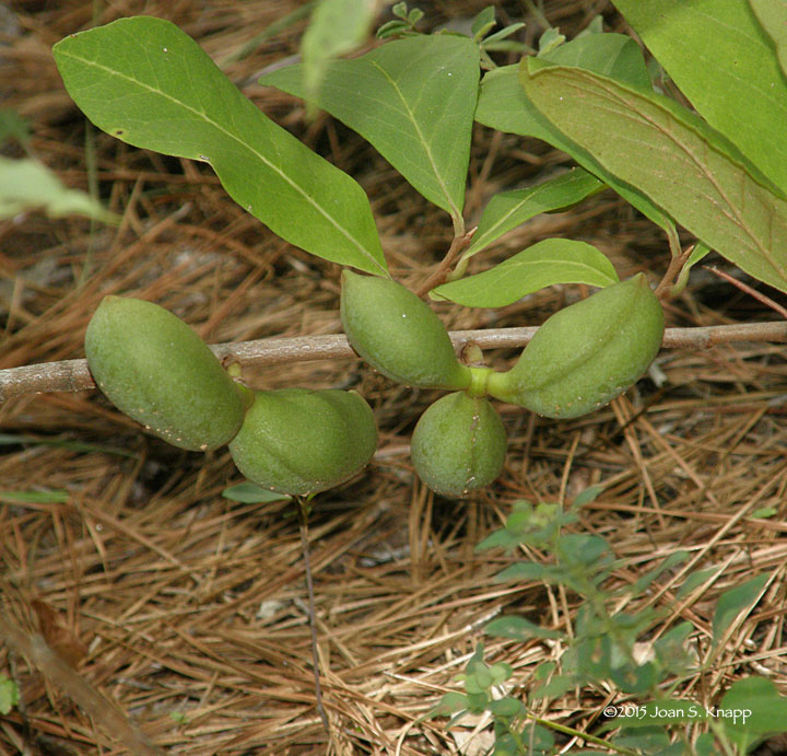 Smallflower Pawpaw, Small-flowered Pawpaw, Small-fruited Pawpaw, Dwarf Pawpaw