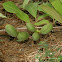 Smallflower Pawpaw, Small-flowered Pawpaw, Small-fruited Pawpaw, Dwarf Pawpaw