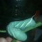 Tobacco hornworm/Tobacco Hawk Moth