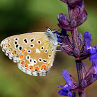 Adonis Blue