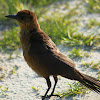 Boat-tailed Grackle (female)