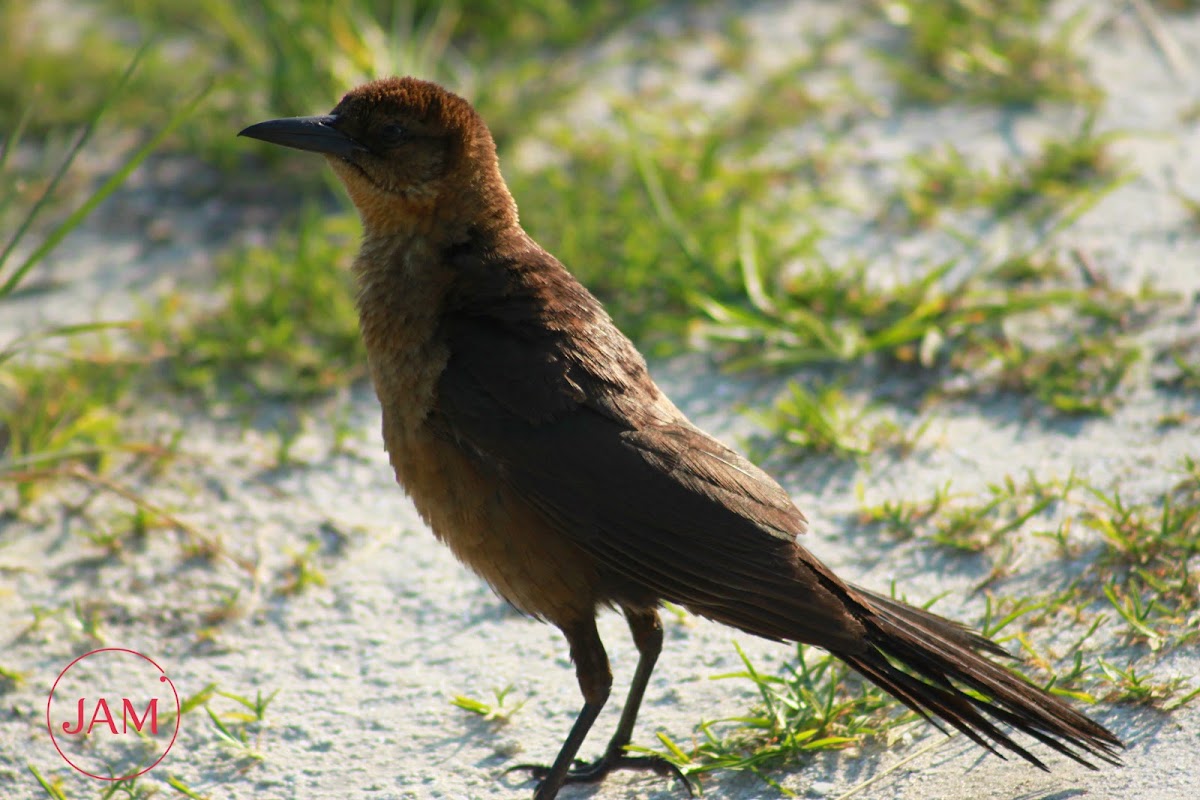 Boat-tailed Grackle (female)