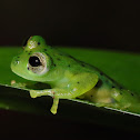 Emerald Glass Frog