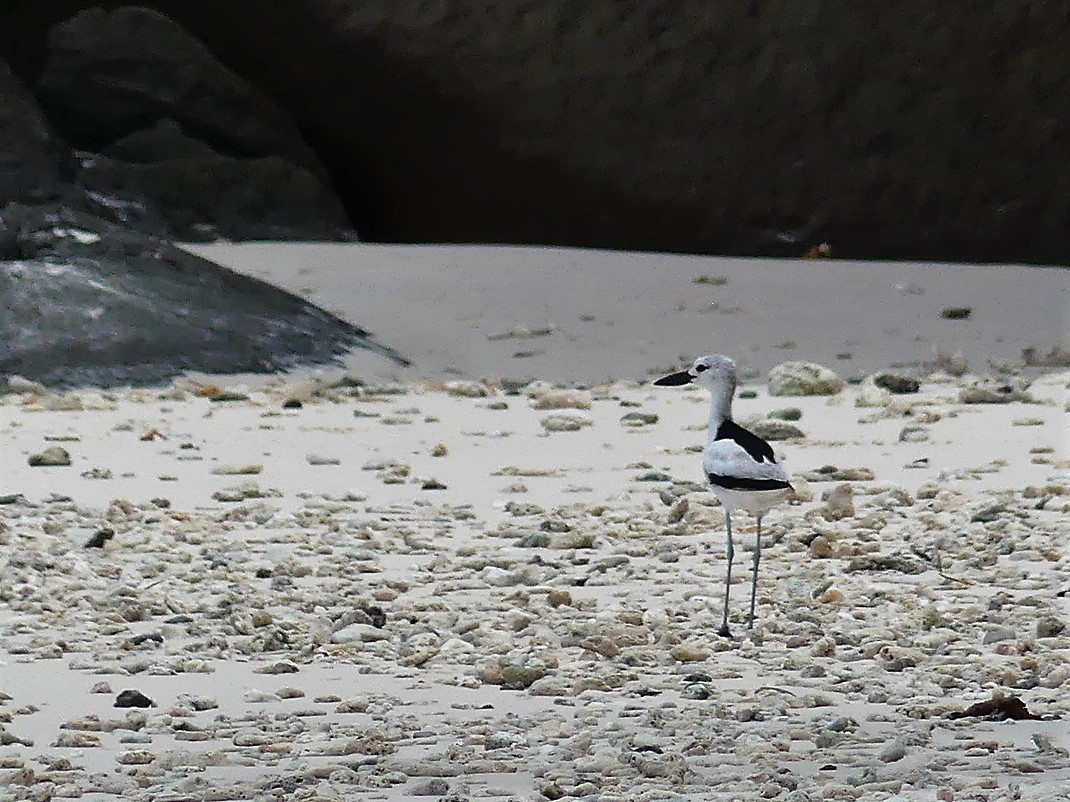 Crab Plover