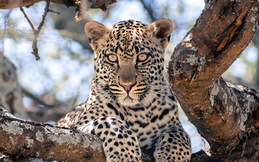 Leopard Gazes From an Ancient Tree Branch in screenshot 2