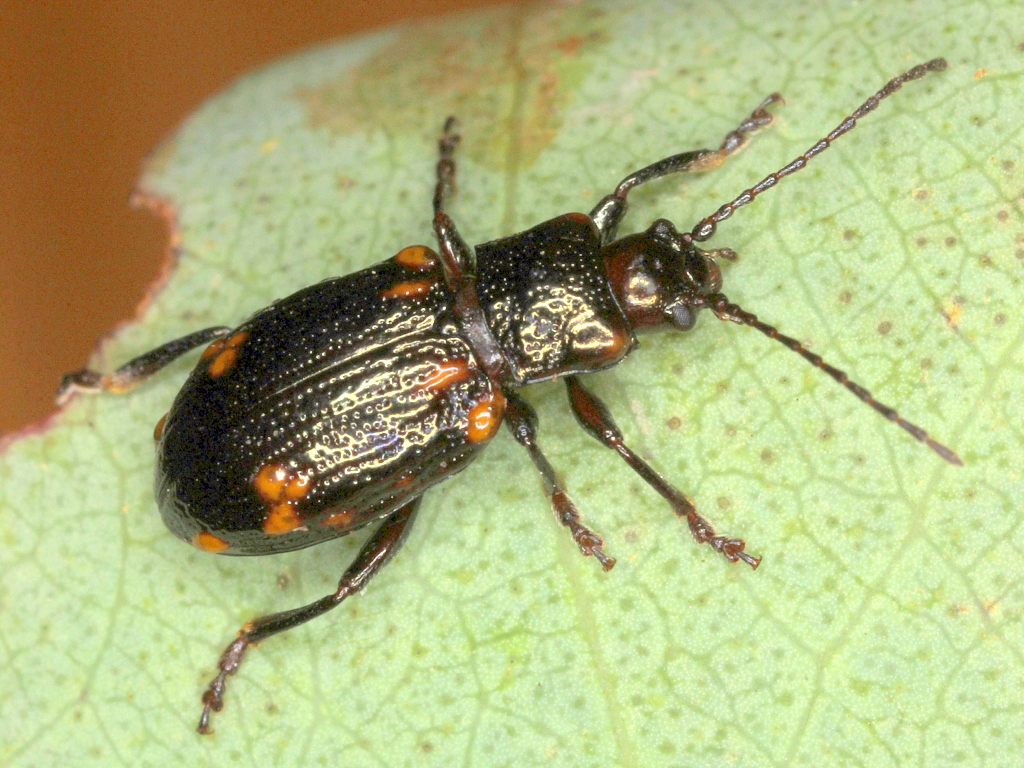 Leaf Beetle