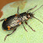 Leaf Beetle