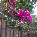 Bougainvillea