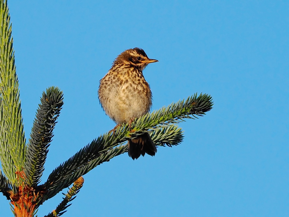 Zorzal alirrojo (Redwing)