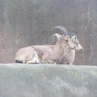 Nubian Ibex (Female and lamb)