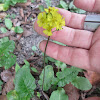 Oriental False Hawksbeard