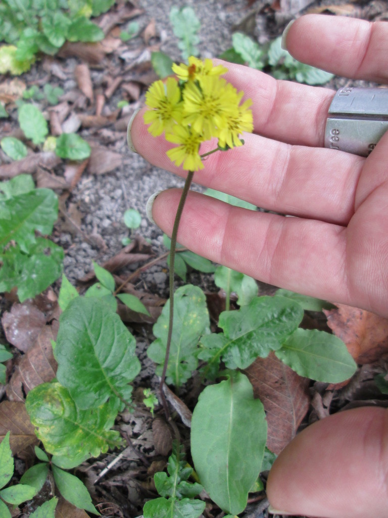 Oriental False Hawksbeard