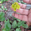 Oriental False Hawksbeard