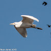 Cattle Egret; Garcilla Bueyera