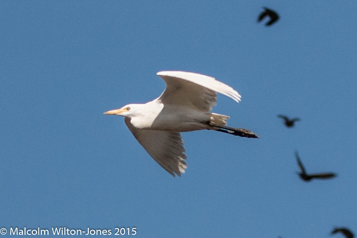 Cattle Egret; Garcilla Bueyera