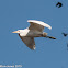 Cattle Egret; Garcilla Bueyera