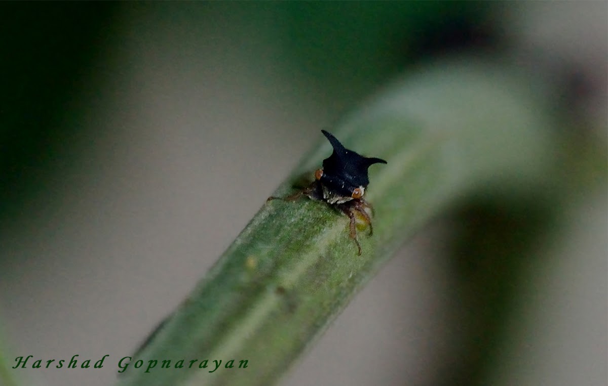 thorned treehopper